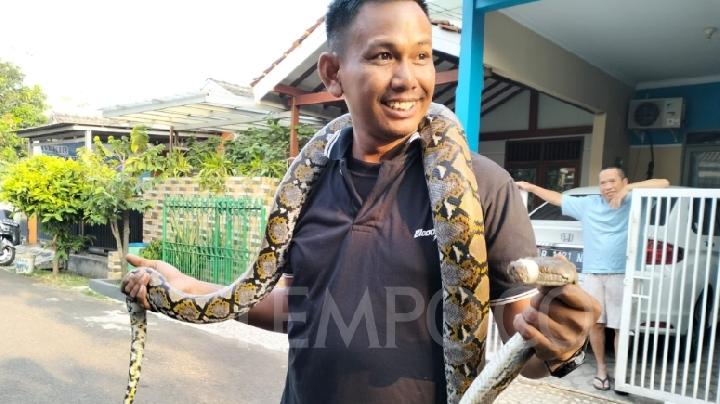 Temuan Ular Piton Gegerkan Warga Kompleks Perumahan ke di Tangsel