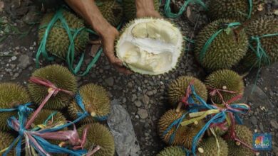 6 Makanan Hal ini adalah Bisa Bahaya Jika Dikonsumsi bersatu Durian