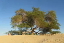 5 Destinasi Wisata dalam tempat Bahrain, Ada Pohon Legendaris Usia 400 Tahun