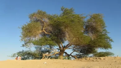 5 Destinasi Wisata dalam tempat Bahrain, Ada Pohon Legendaris Usia 400 Tahun