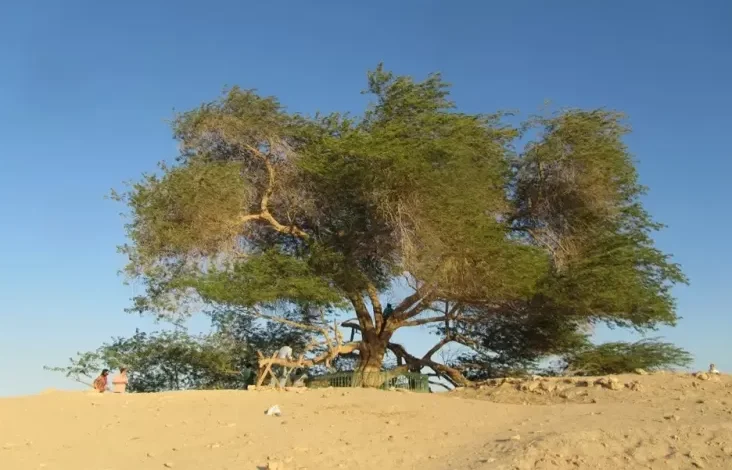 5 Destinasi Wisata dalam tempat Bahrain, Ada Pohon Legendaris Usia 400 Tahun