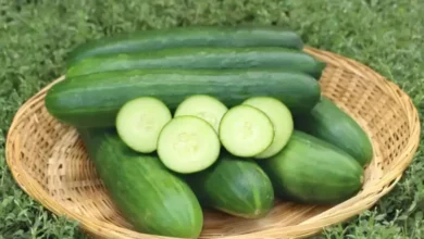 7 Sayuran Nyaris Tanpa Kalori, Pilihan Tepat untuk Diet Baik