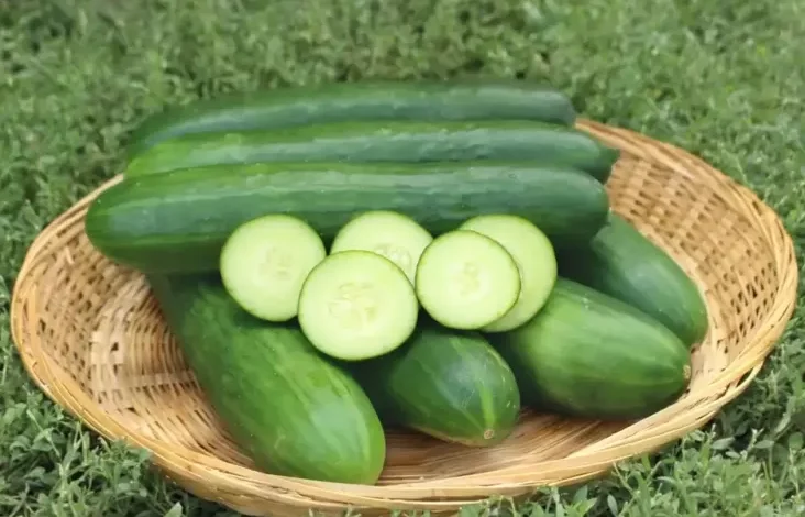 7 Sayuran Nyaris Tanpa Kalori, Pilihan Tepat untuk Diet Baik