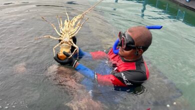 KKP: Budi daya lobster mempunyai prospek 53 miliar dolar Amerika Serikat ke 2030