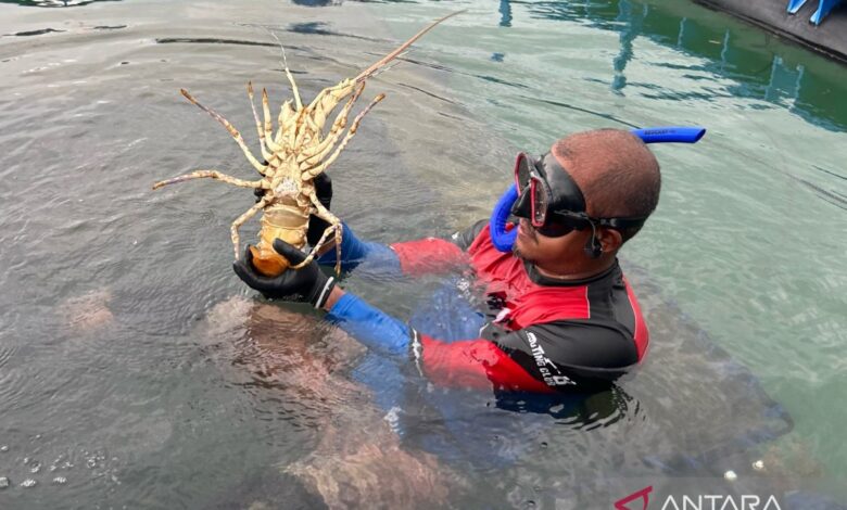 KKP: Budi daya lobster mempunyai prospek 53 miliar dolar Amerika Serikat ke 2030