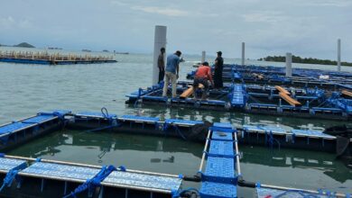 KKP siap resmikan modeling budidaya lobster pada Batam