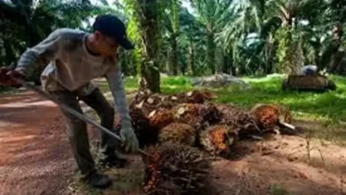 Kebocoran dalam tempat Industri Sawit Rp300 Triliun, Gapki Segera Beri Keterangan pada Presiden