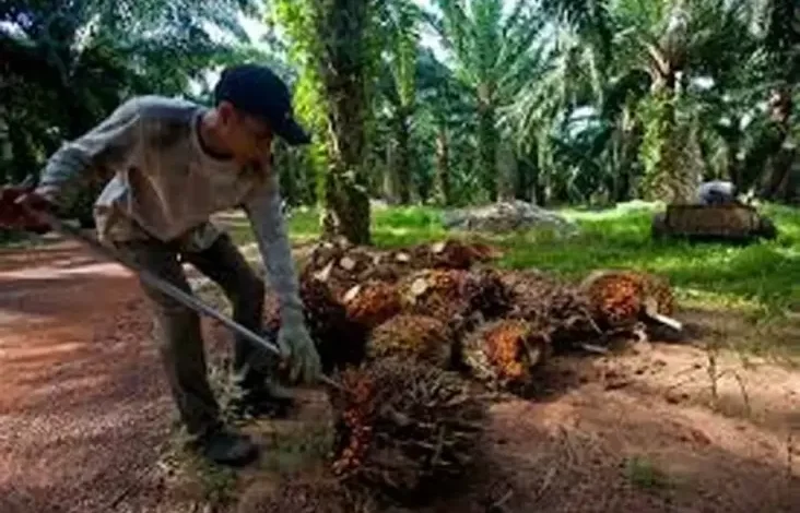 Kebocoran dalam tempat Industri Sawit Rp300 Triliun, Gapki Segera Beri Keterangan pada Presiden
